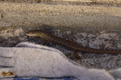 Saproscincus spectabilis