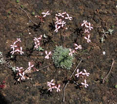 Stylidium lepidum