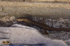 Saproscincus spectabilis