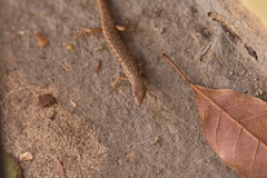 Saproscincus spectabilis