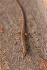 Saproscincus spectabilis