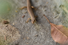 Saproscincus spectabilis