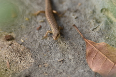 Saproscincus spectabilis