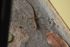 Saproscincus spectabilis