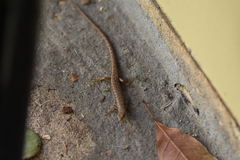 Saproscincus spectabilis