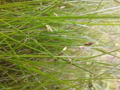 Poa pusilla