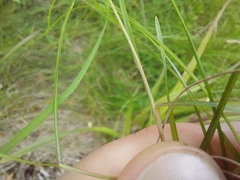 Poa pusilla