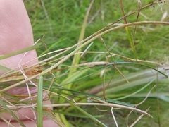 Poa pusilla
