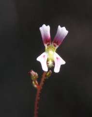 Stylidium calcaratum