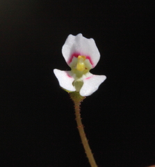 Stylidium calcaratum
