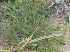 Poa pusilla