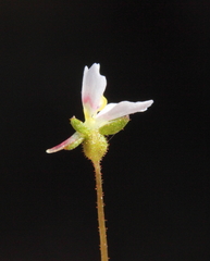 Stylidium calcaratum