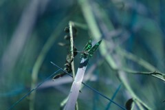 Carterocephalus mandan