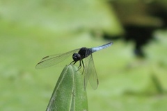 Crocothemis nigrifrons