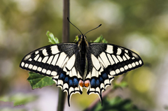 Papilio machaon