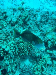 Pseudobalistes flavimarginatus