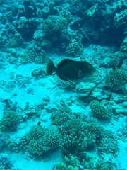 Pseudobalistes flavimarginatus