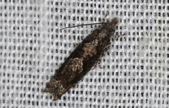 Holocola thalassinana