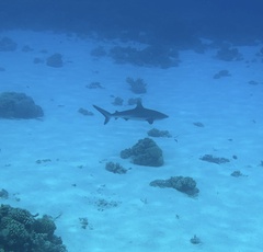 Carcharhinus amblyrhynchos