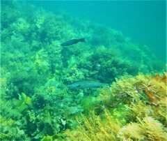 Olisthops cyanomelas