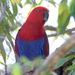 Papuan Eclectus - Photo (c) Rob Solic, some rights reserved (CC BY-NC), uploaded by Rob Solic