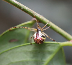 Theridion pyramidale