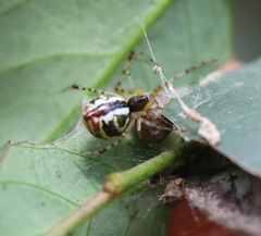 Theridion pyramidale