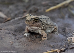 Pleurodema nebulosum