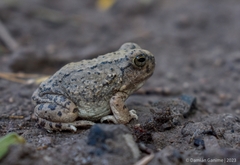 Pleurodema nebulosum