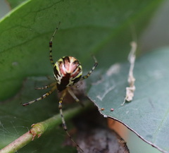 Theridion pyramidale