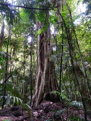 Ficus destruens