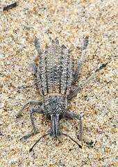 Leptopius duponti