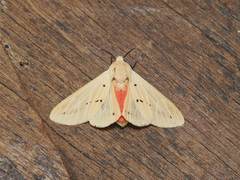 Spilosoma lutea