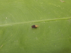 Minettia longipennis