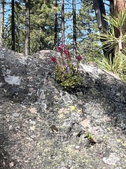 Penstemon