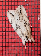 Ecnomodes sagittaria