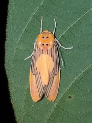 Lepidokirbyia boreas