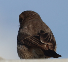 Saxicola maurus