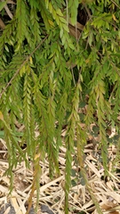Phyllanthus myrtifolius