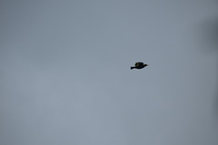 Sericulus chrysocephalus