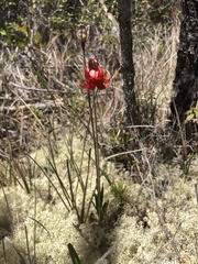 Lilium maritimum
