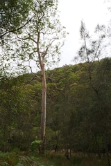 Eucalyptus saligna