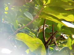 Pycnonotus goiavier