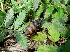 Nicrophorus marginatus
