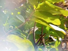 Pycnonotus goiavier