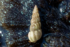 Opalia crenata