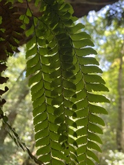 Adiantum silvaticum