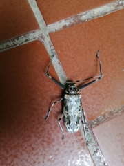 Acrocinus longimanus