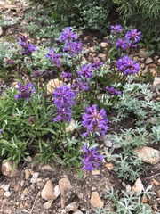 Penstemon heterodoxus