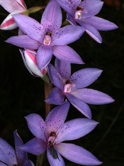 Thelymitra juncifolia